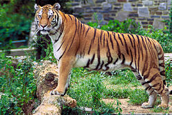 250px-Panthera_tigris_tigris